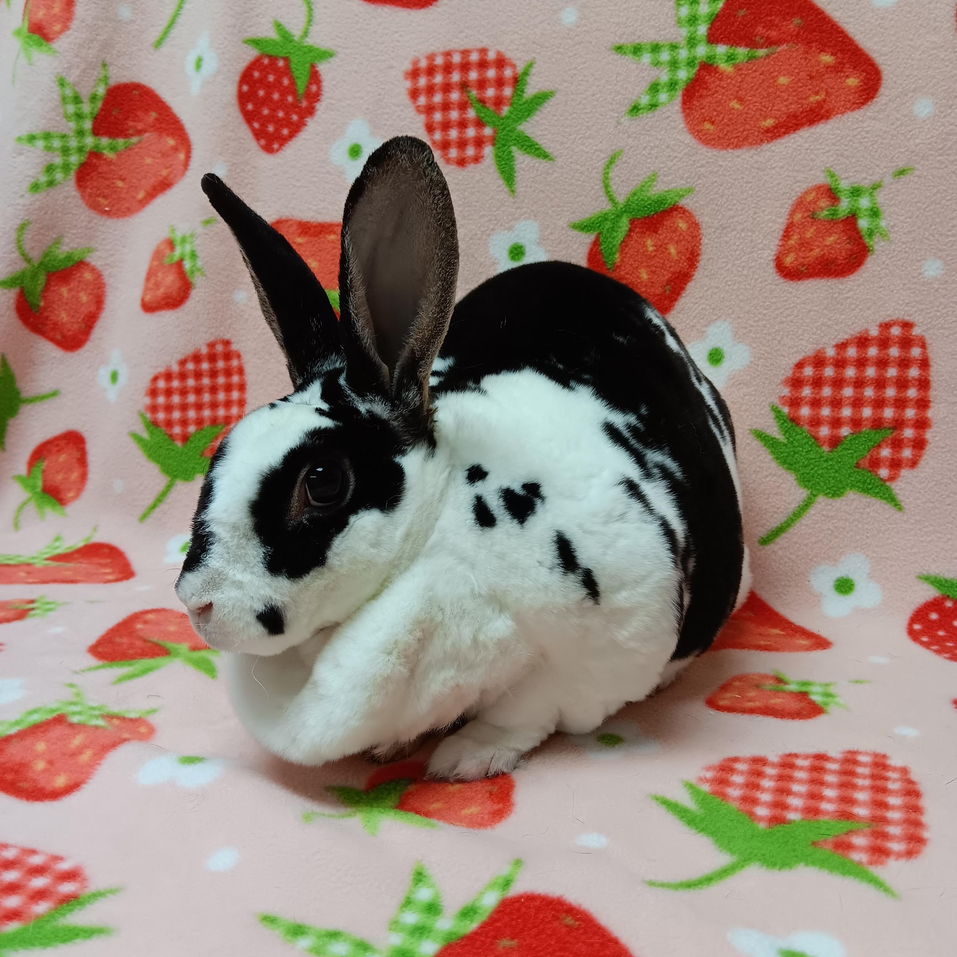 Nibbles photo