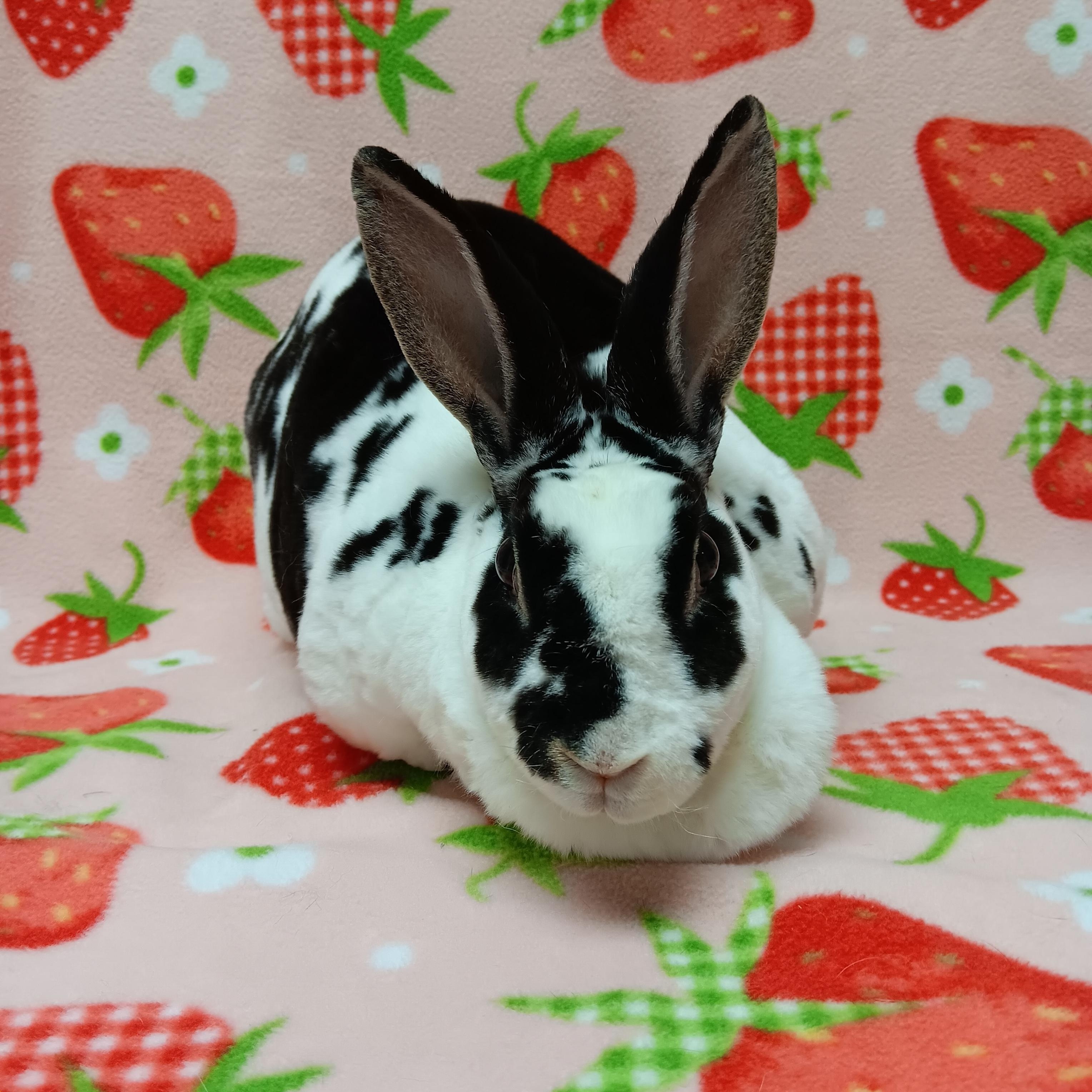 Enlarge Nibbles, a Adoptable Rex in Harrisburg, PA image 3/3