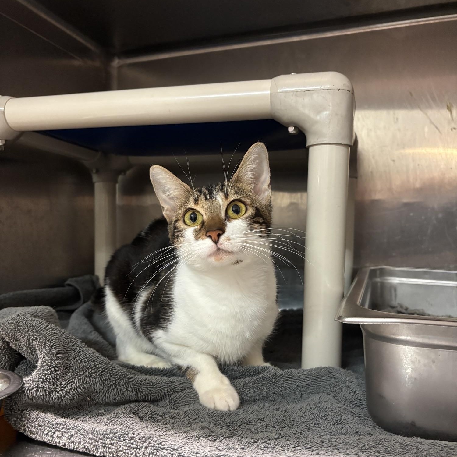 Pink Lady CS-215/26, Adoptable, Young Female Domestic Short Hair.