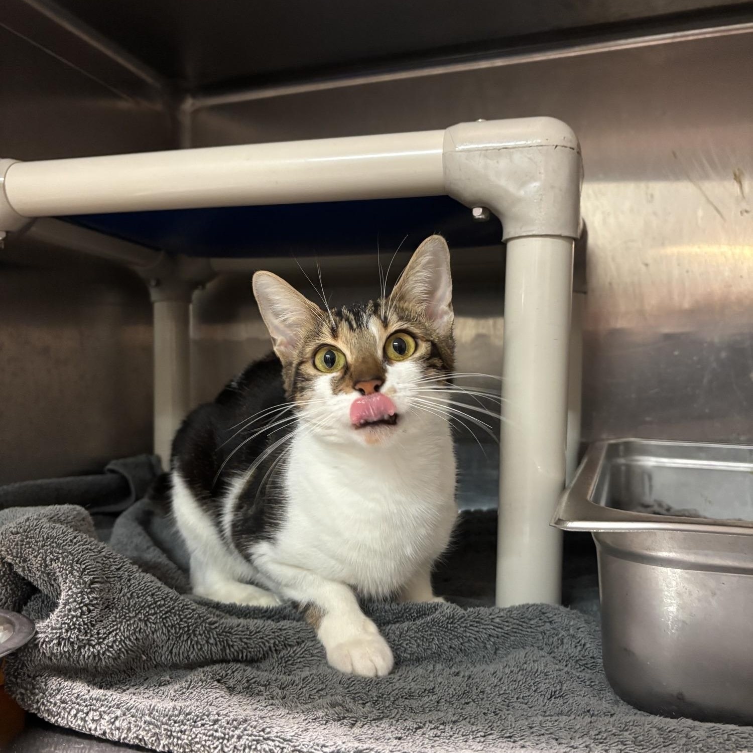 Enlarge Pink Lady CS-215/26, a Adoptable Domestic Short Hair in Burlington, ON image 2/2