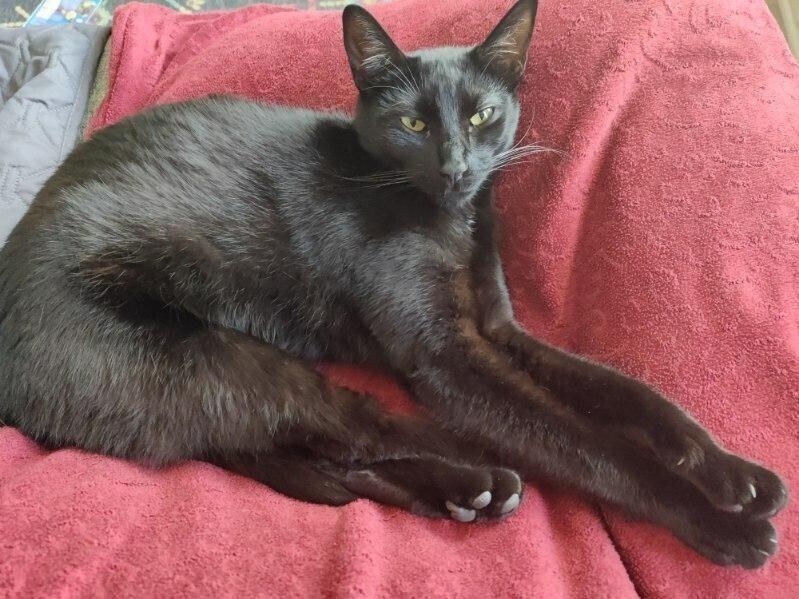 Darla, Adoptable, Young Female Domestic Short Hair.