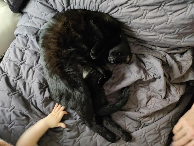 Enlarge Darla, a Adoptable Domestic Short Hair in Oceanside, CA image 2/4