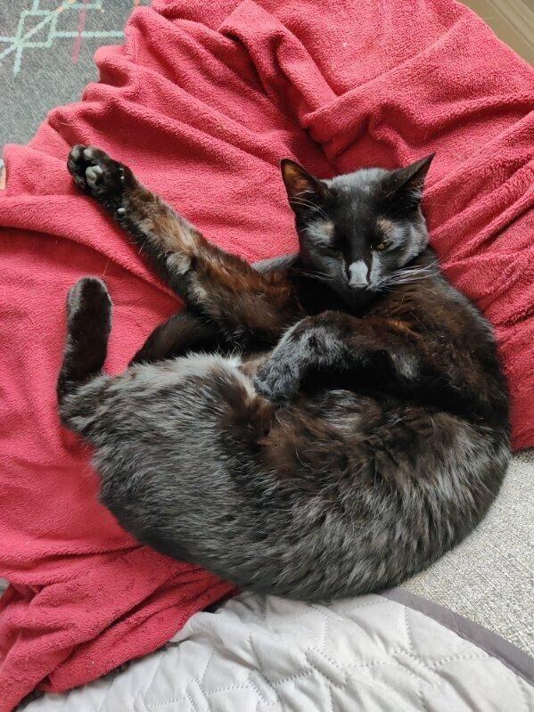 Enlarge Darla, a Adoptable Domestic Short Hair in Oceanside, CA image 3/4