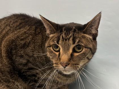Enlarge Jake, a Adoptable mixed breed in Coon Rapids, MN image 1/1