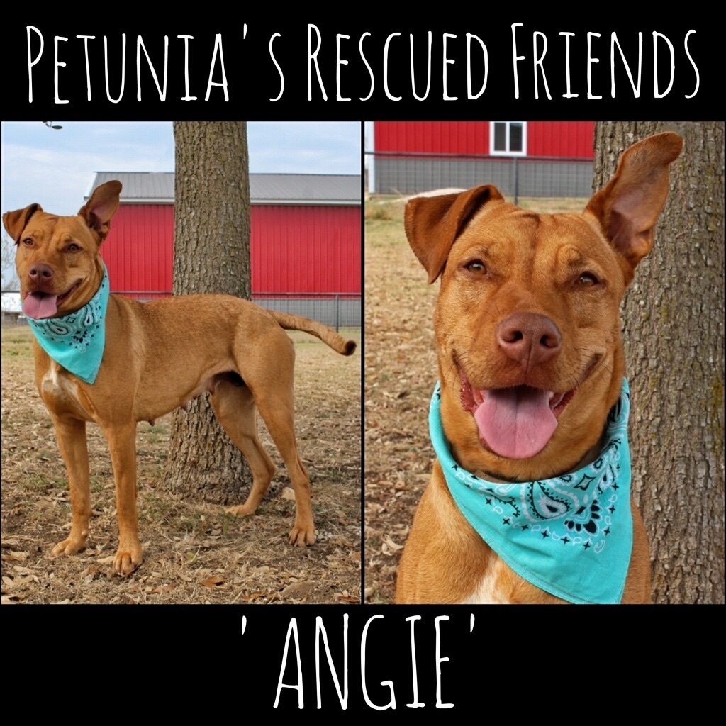 Angie, Adoptable, Young Female Rhodesian Ridgeback & American Bully.
