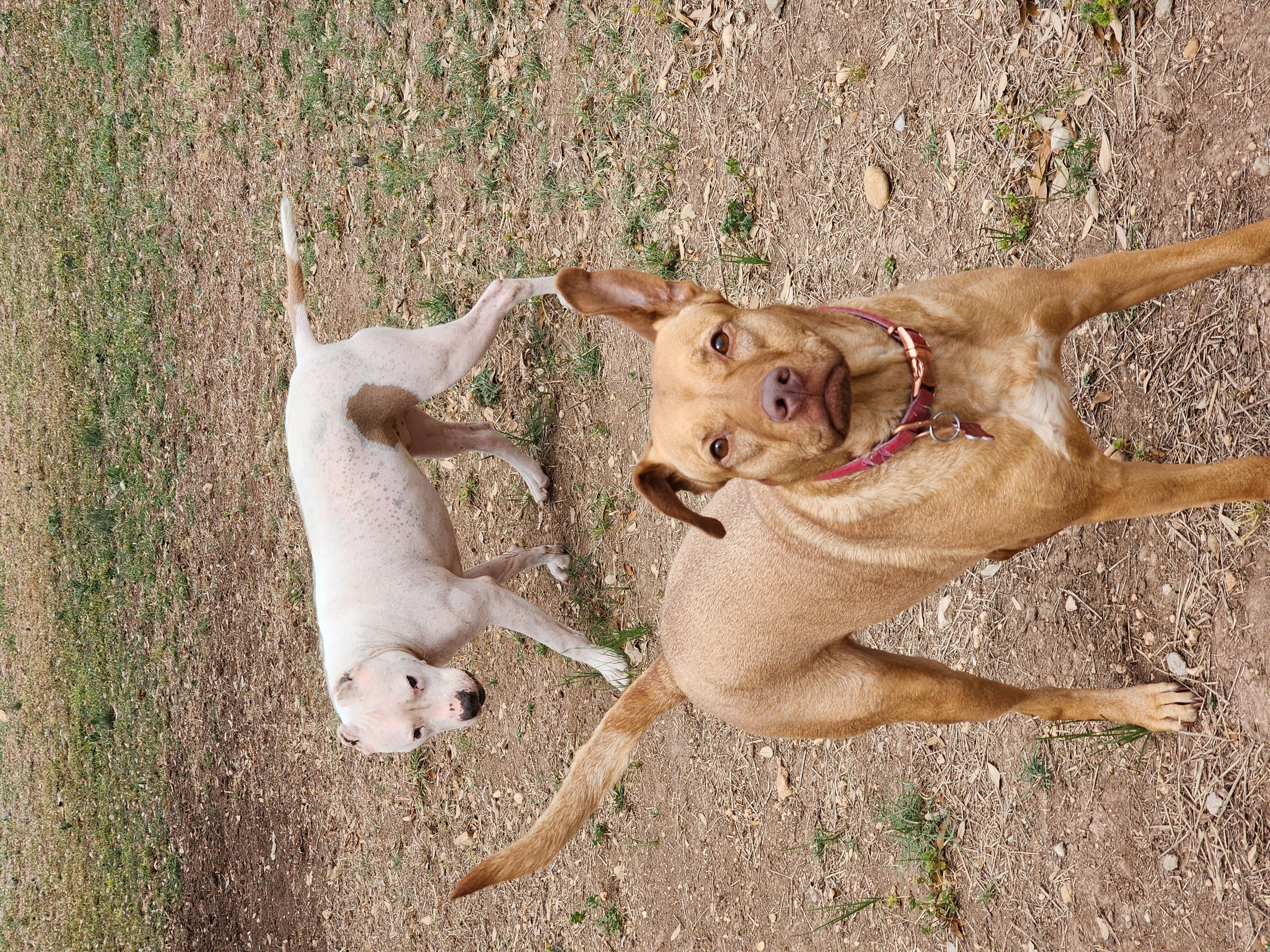 Enlarge Angie, a Adoptable mixed breed in Castroville, TX image 4/5