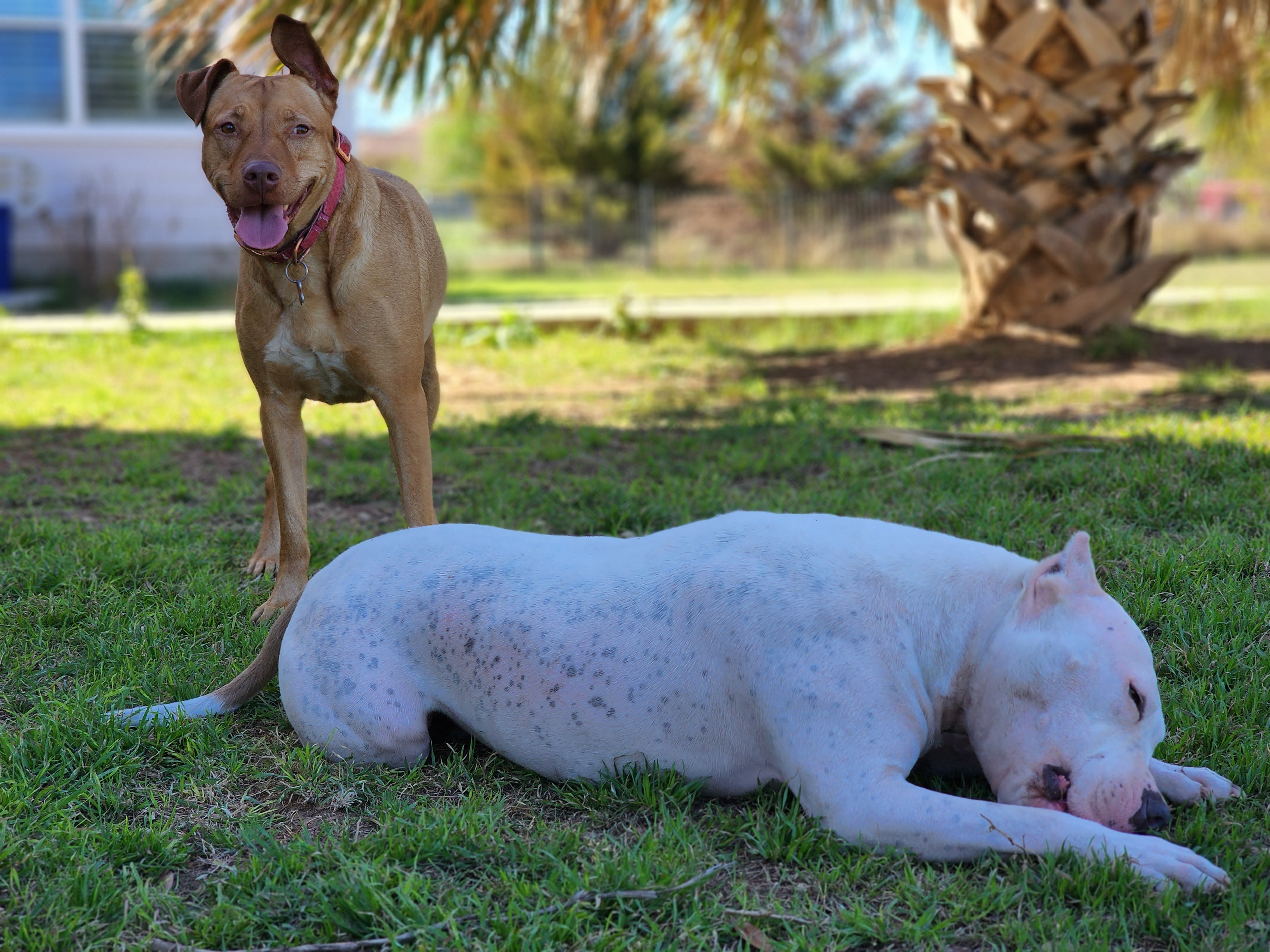 Enlarge Angie, a Adoptable mixed breed in Castroville, TX image 5/5