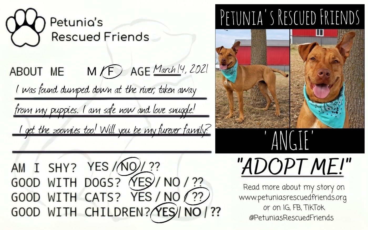 Enlarge Angie, a Adoptable mixed breed in Castroville, TX image 2/5