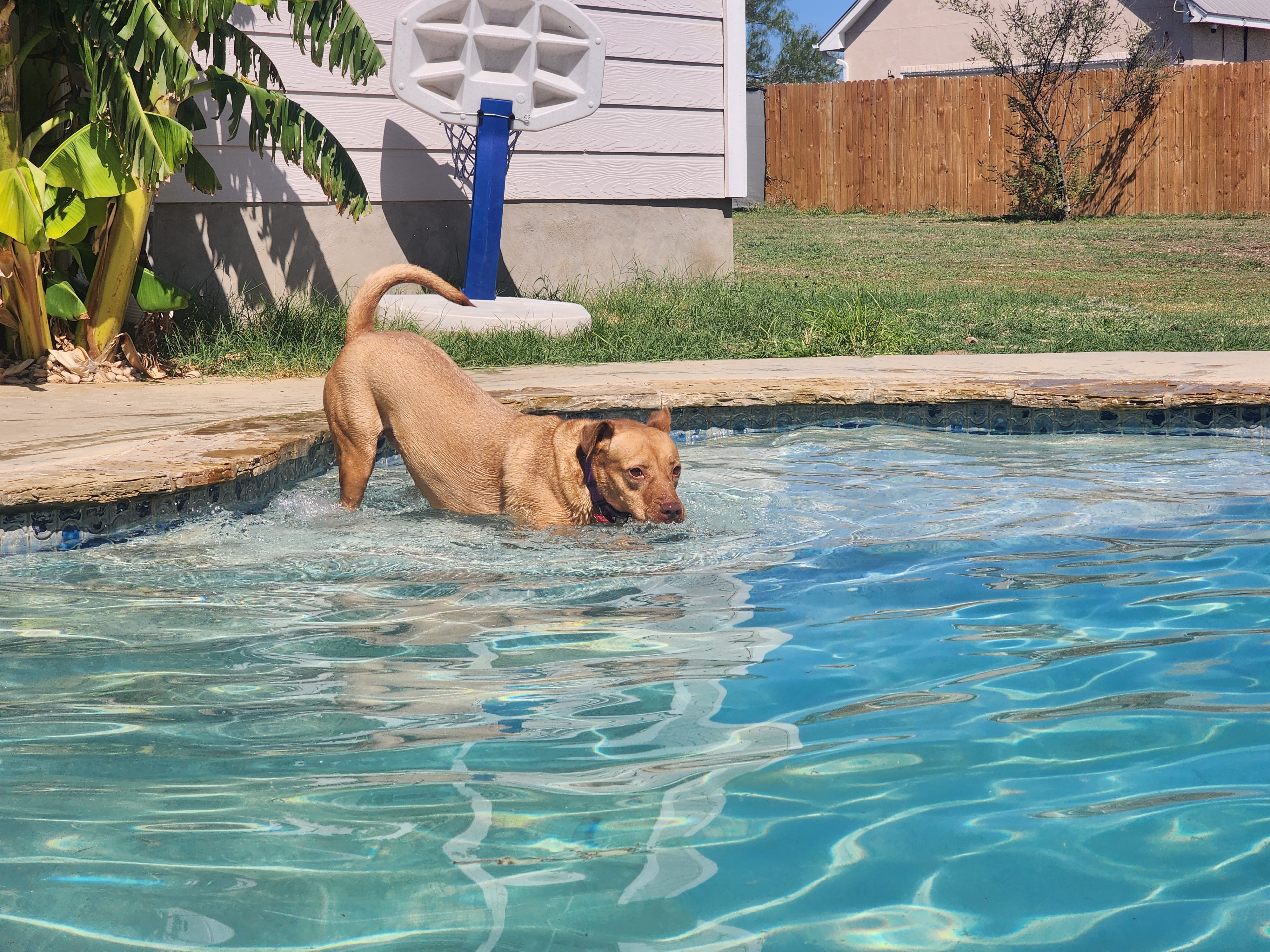 Enlarge Angie, a Adoptable mixed breed in Castroville, TX image 3/5
