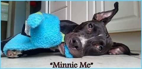 Enlarge Minnie Me, a Adoptable mixed breed in Coral Springs, FL image 1/6