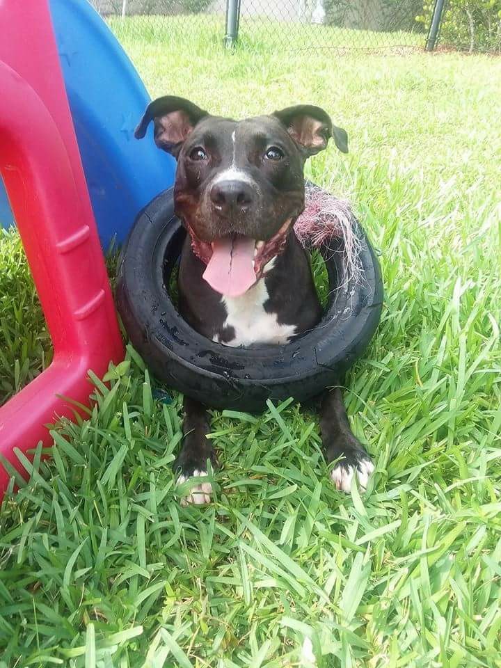 Enlarge Minnie Me, a Adoptable mixed breed in Coral Springs, FL image 2/6
