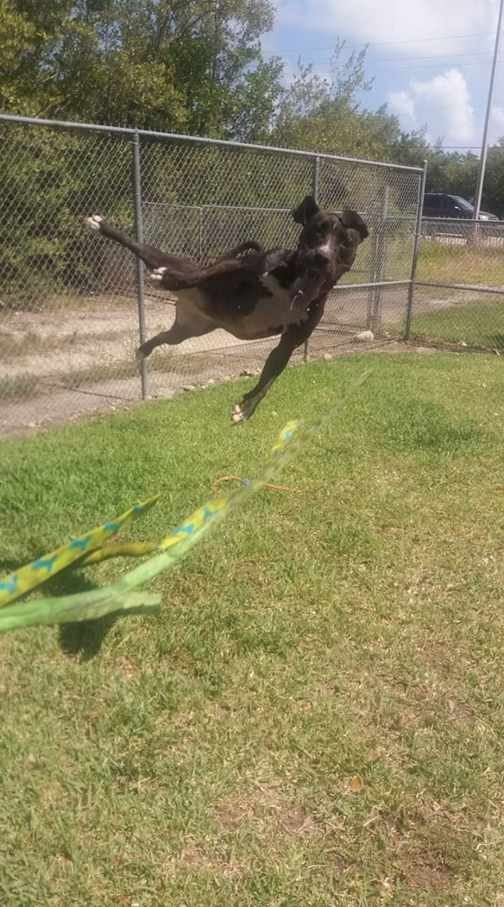 Enlarge Minnie Me, a Adoptable mixed breed in Coral Springs, FL image 3/6