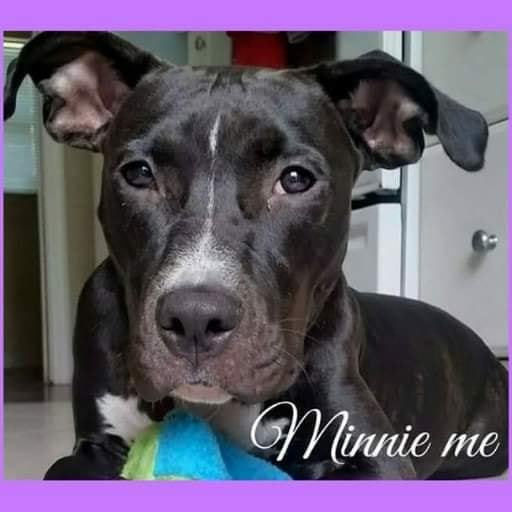 Enlarge Minnie Me, a Adoptable mixed breed in Coral Springs, FL image 4/6