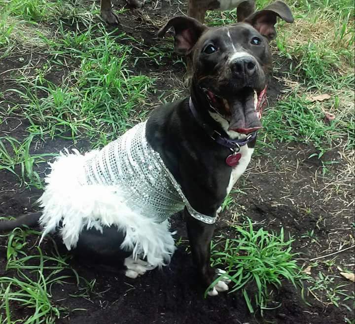 Enlarge Minnie Me, a Adoptable mixed breed in Coral Springs, FL image 5/6