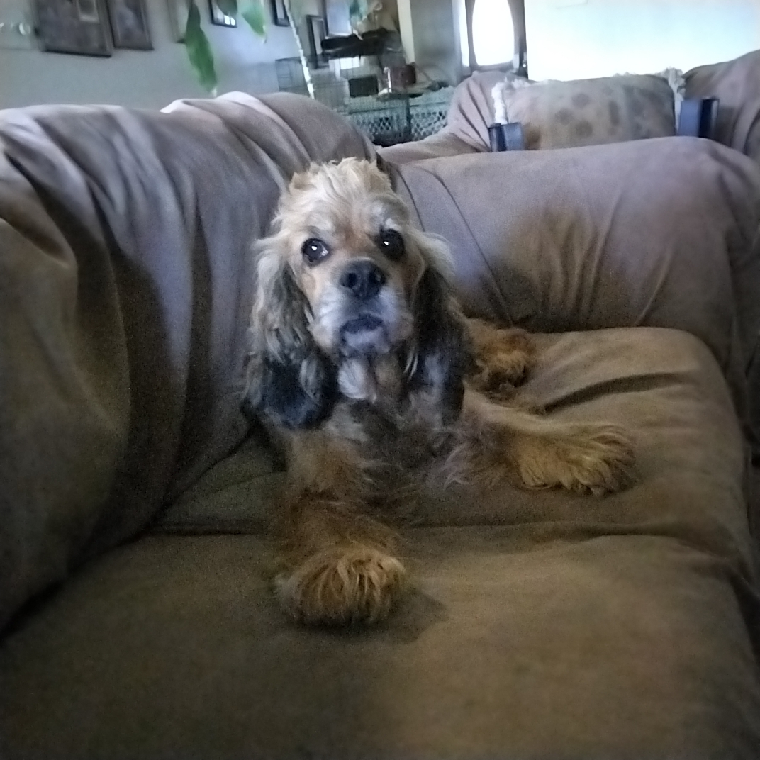 Dog for adoption Serena, a Cocker Spaniel in Grove, OK Petfinder