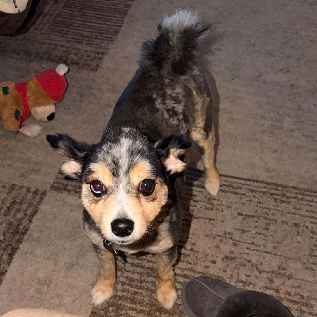Enlarge Buddy Brewski COURTESY POST, a Adoptable mixed breed in Sacramento, CA image 2/2