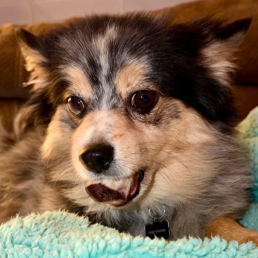 Buddy Brewski COURTESY POST, Adoptable, Adult Male Pomsky.