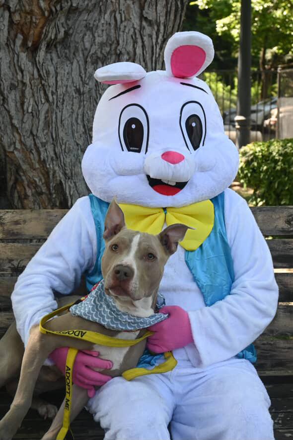 Enlarge Kane, a Adopted mixed breed in Sacramento, CA image 4/6