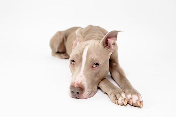 Enlarge Kane, a Adopted mixed breed in Sacramento, CA image 2/6