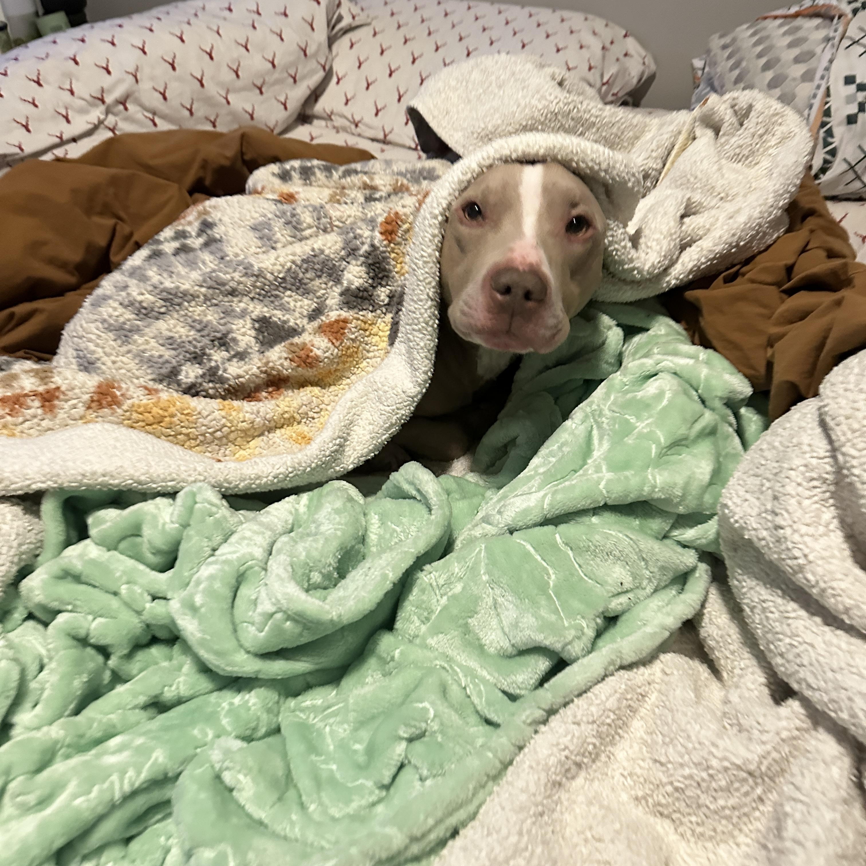 Enlarge Kane, a Adopted mixed breed in Sacramento, CA image 6/6