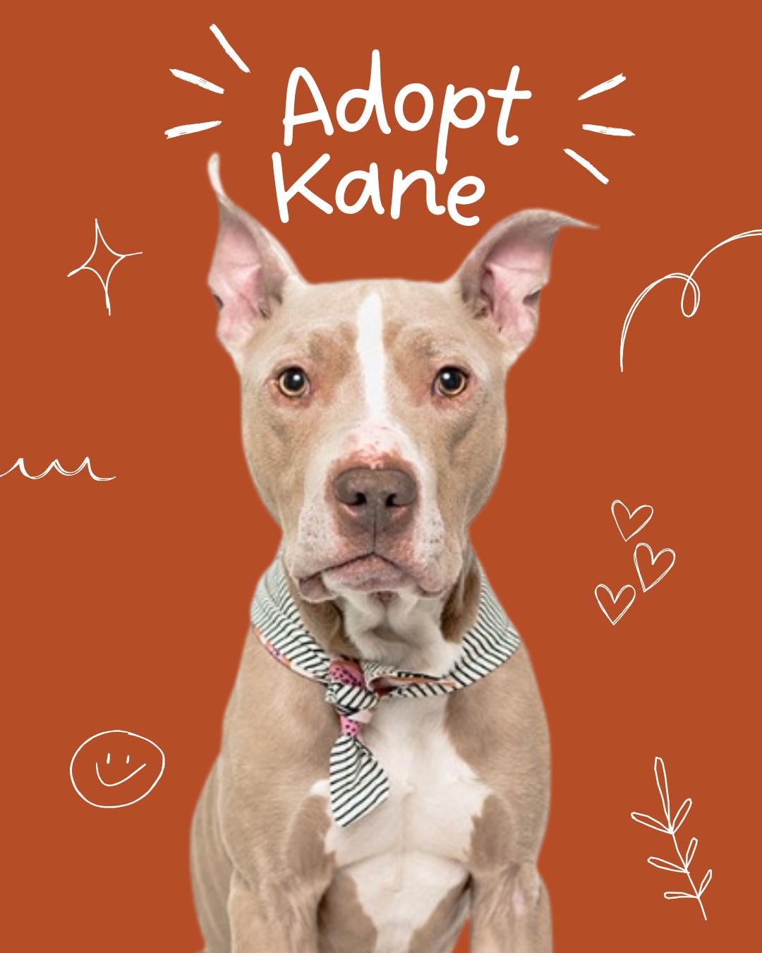 Enlarge Kane, a Adopted mixed breed in Sacramento, CA image 1/6