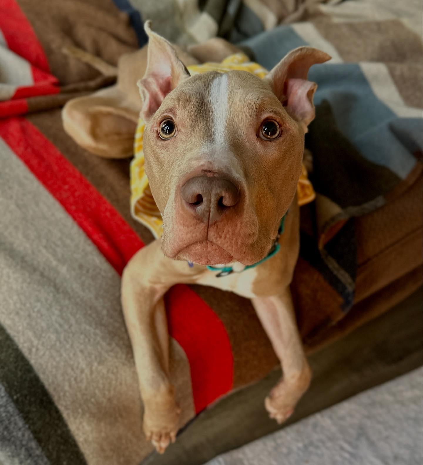 Enlarge Kane, a Adopted mixed breed in Sacramento, CA image 3/6