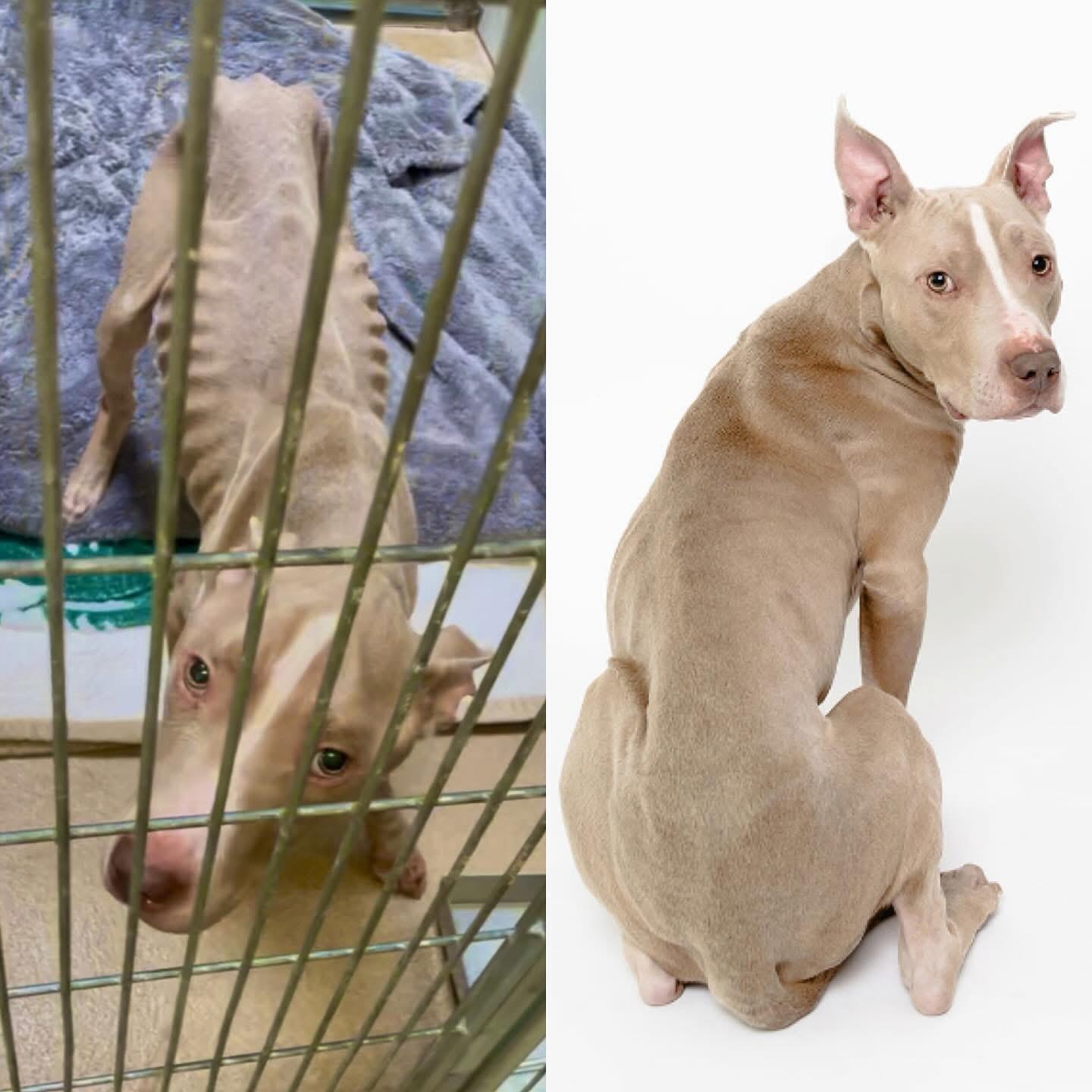 Enlarge Kane, a Adopted mixed breed in Sacramento, CA image 5/6