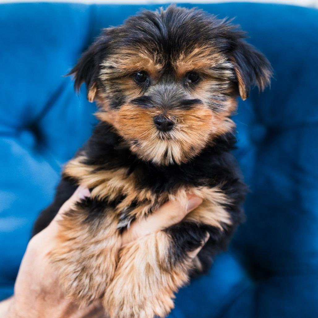 Jabba, adopted, Adult Male Yorkshire Terrier.