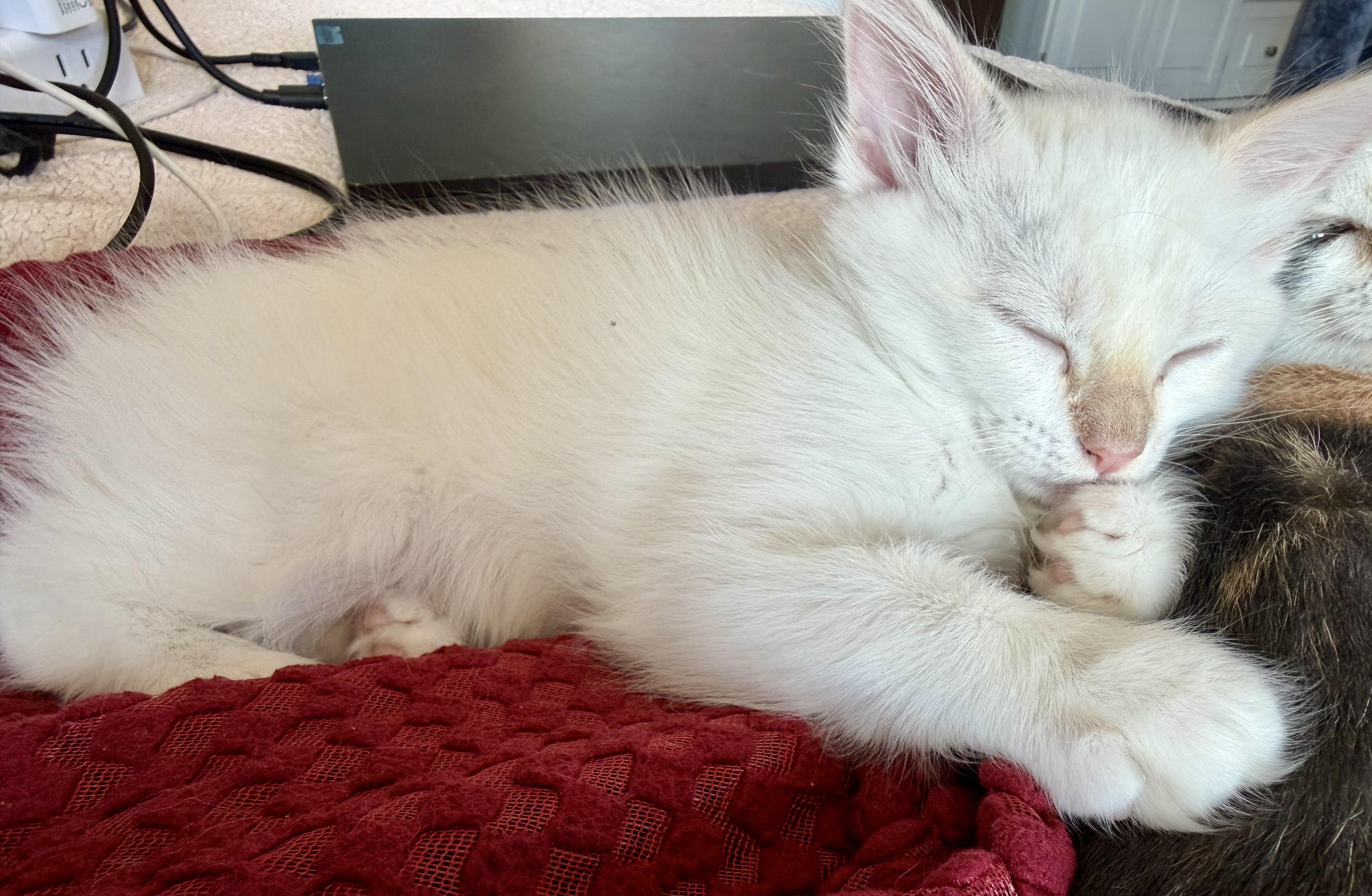 Enlarge Ribbit, an adopted Domestic Short Hair in San Juan Capistrano, CA image 2/4
