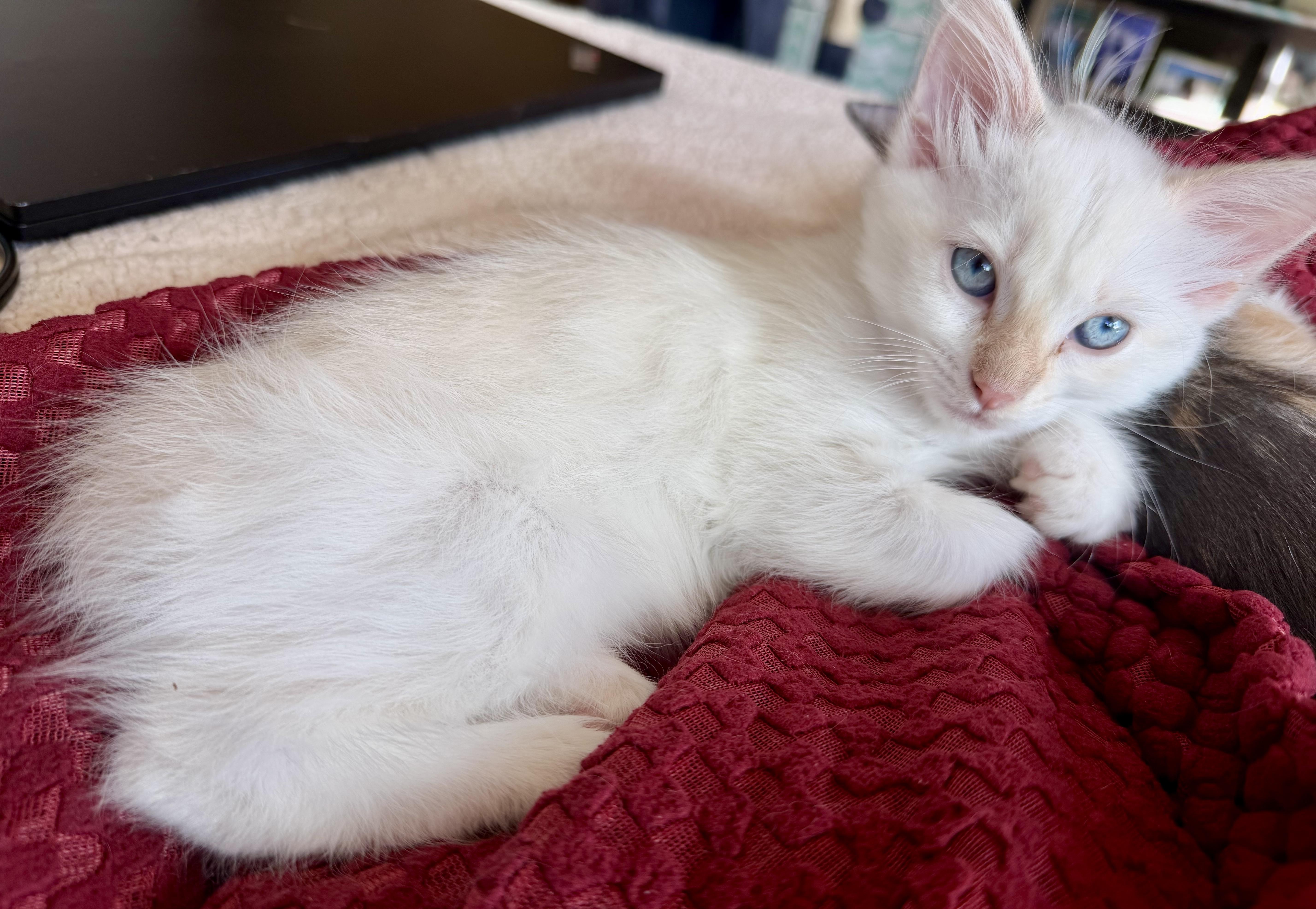 Enlarge Ribbit, an adopted Domestic Short Hair in San Juan Capistrano, CA image 4/4
