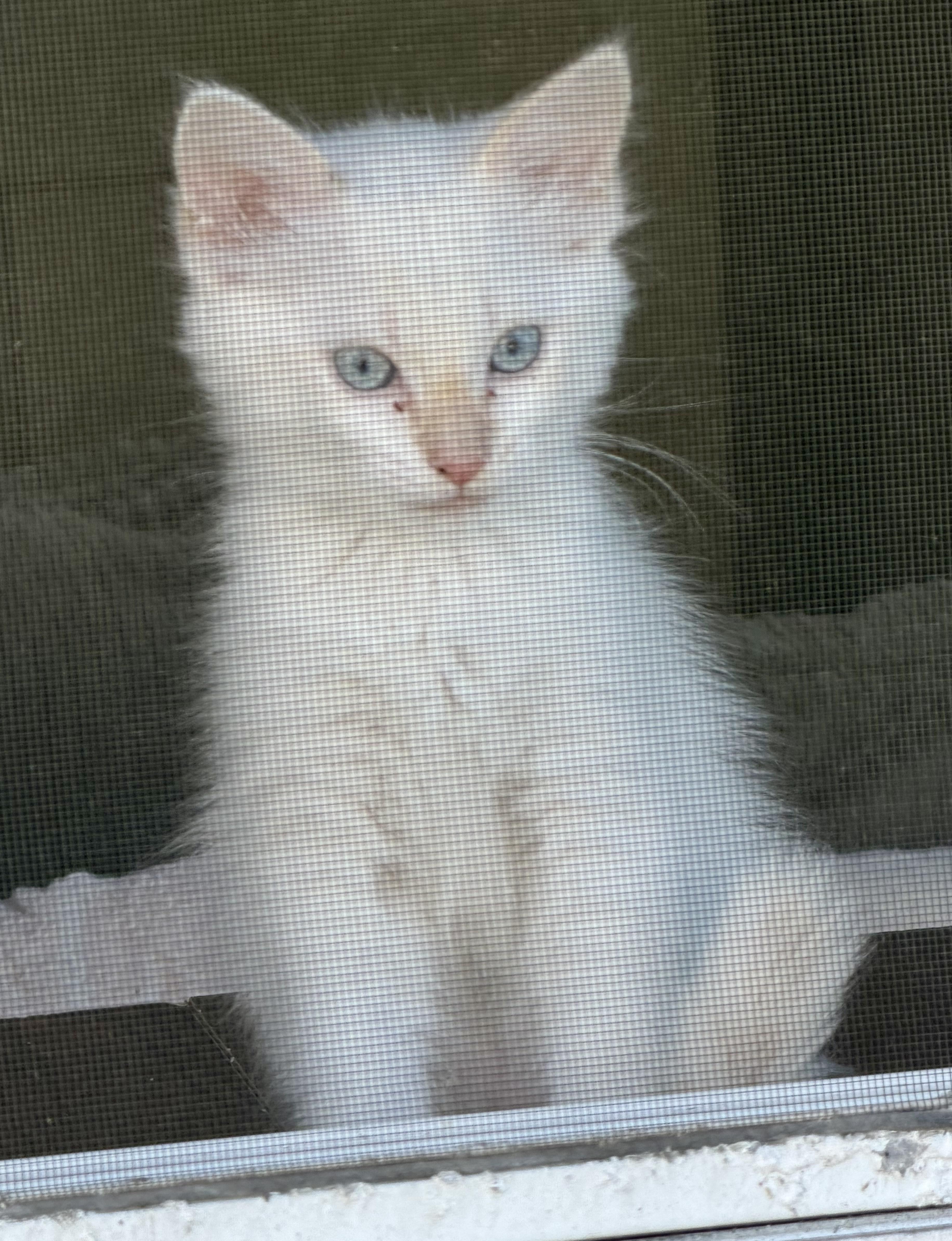 Enlarge Ribbit, an adopted Domestic Short Hair in San Juan Capistrano, CA image 1/4