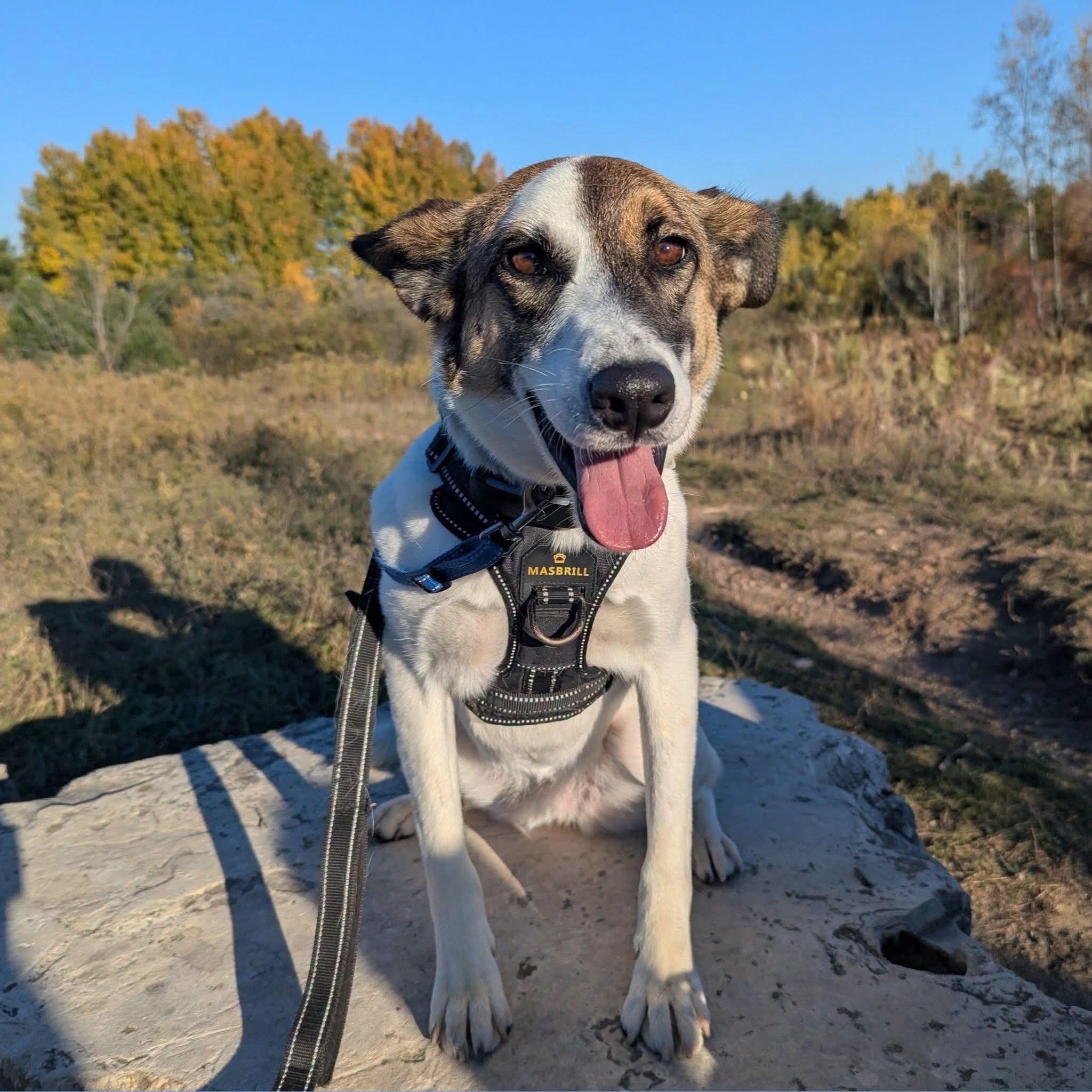 Enlarge Nucita, a Adoptable mixed breed in Mississauga, ON image 1/6