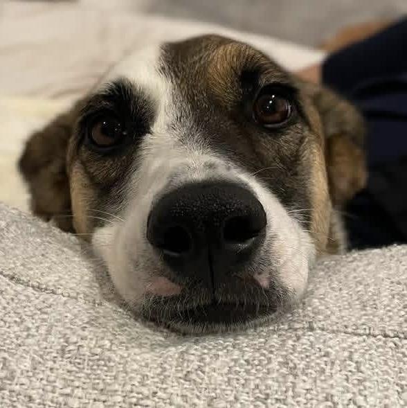 Enlarge Nucita, a Adoptable mixed breed in Mississauga, ON image 2/6