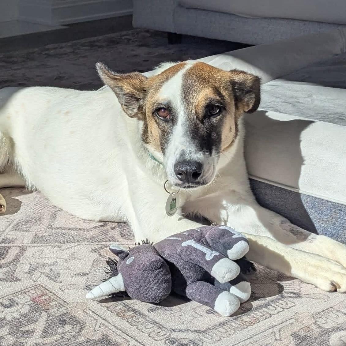Enlarge Nucita, a Adoptable mixed breed in Mississauga, ON image 4/6