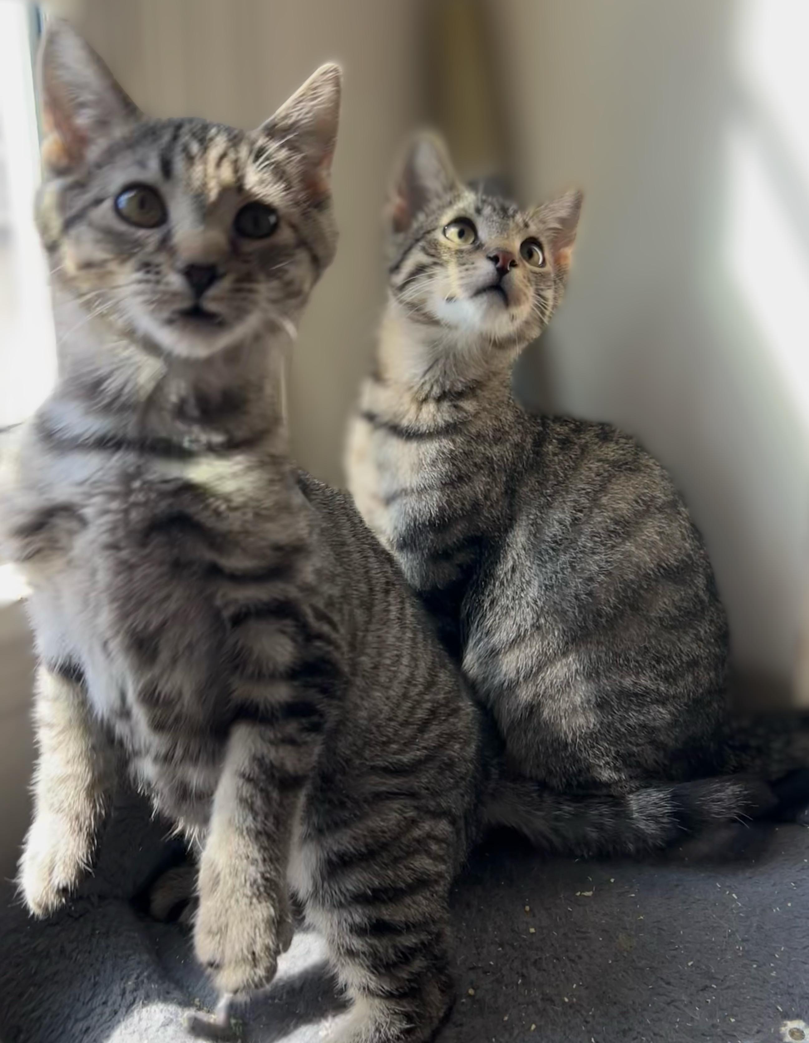 Mulan, a Adoptable Domestic Short Hair in Syosset, NY image 4/6