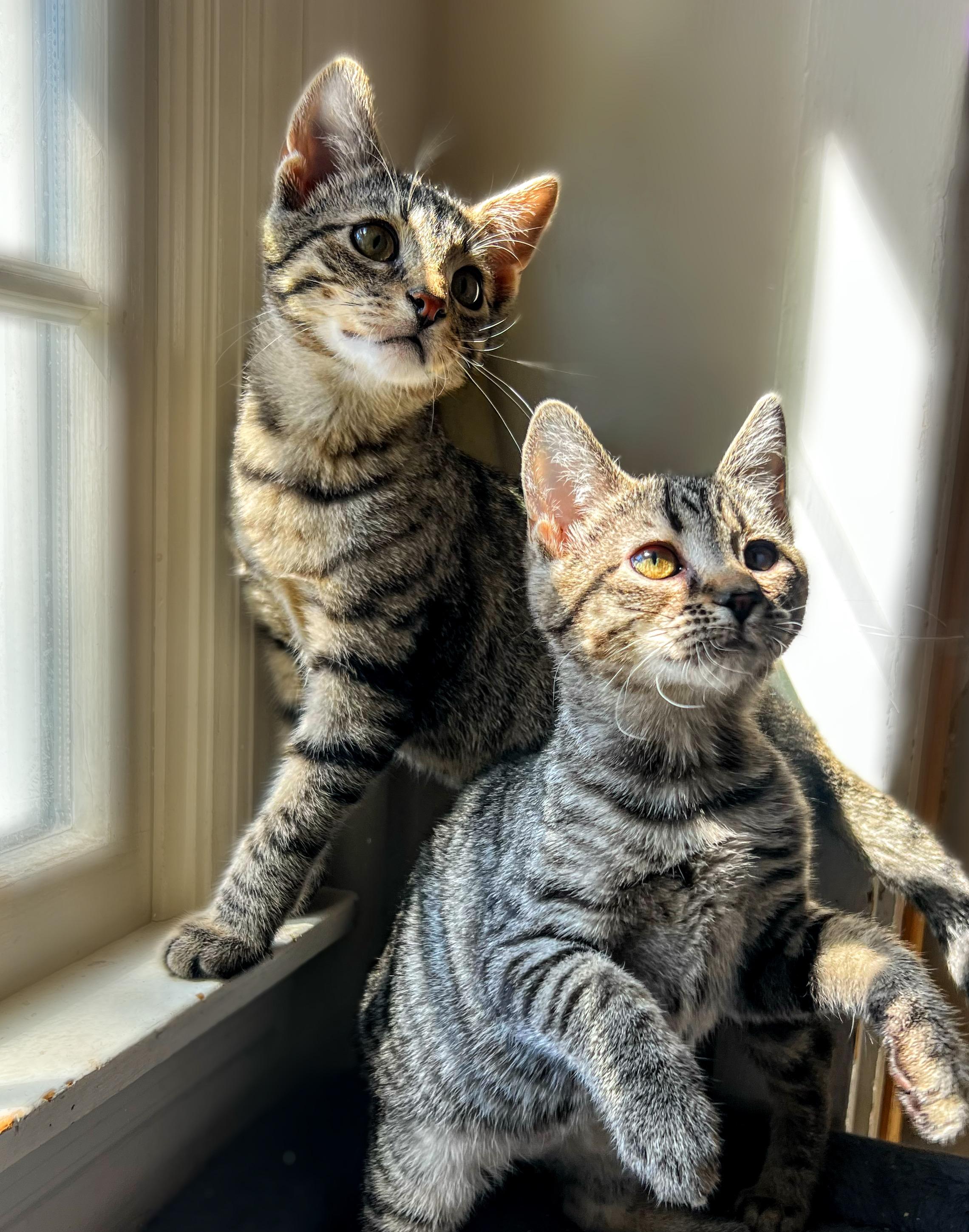 Mulan, a Adoptable Domestic Short Hair in Syosset, NY image 2/6