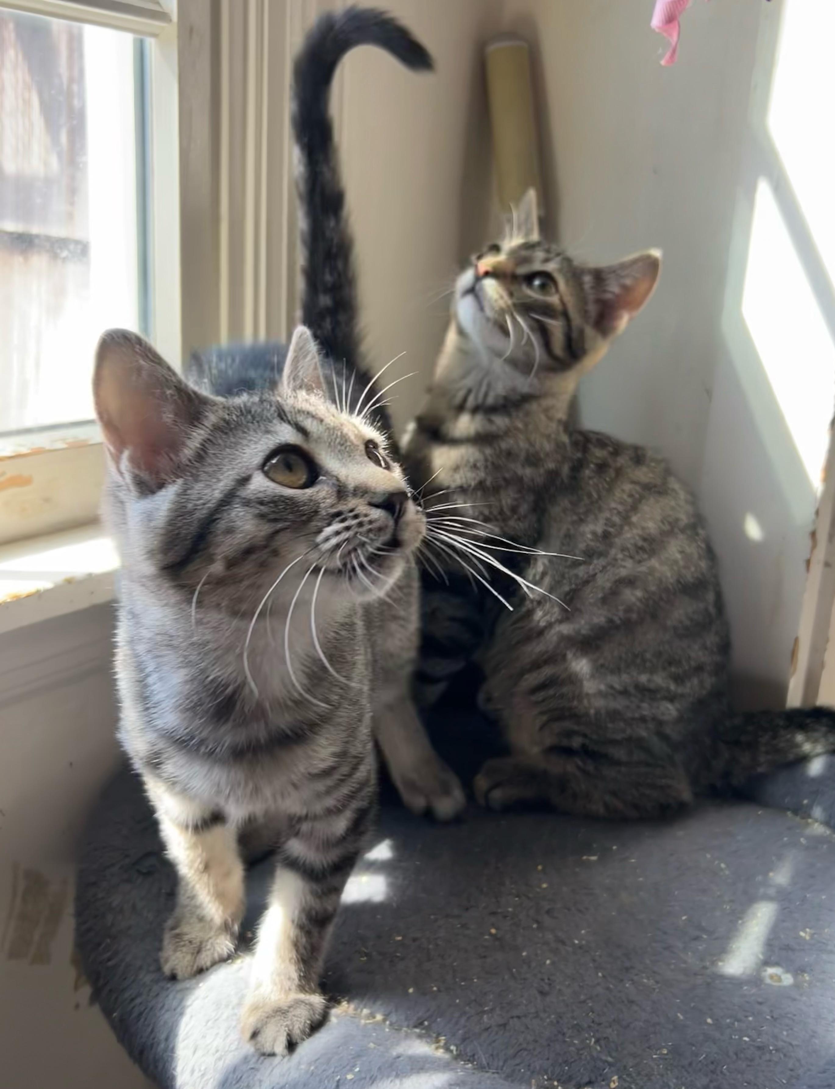 Mulan, a Adoptable Domestic Short Hair in Syosset, NY image 6/6