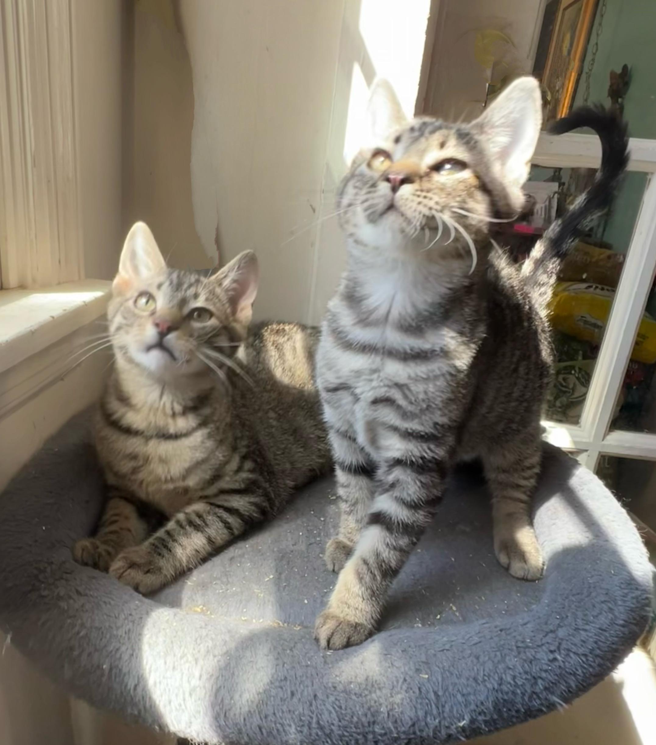 Mulan, a Adoptable Domestic Short Hair in Syosset, NY image 5/6