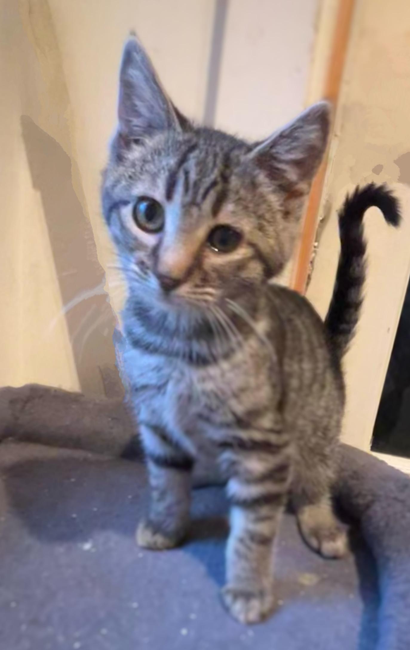 Mulan, a Adoptable Domestic Short Hair in Syosset, NY image 1/6