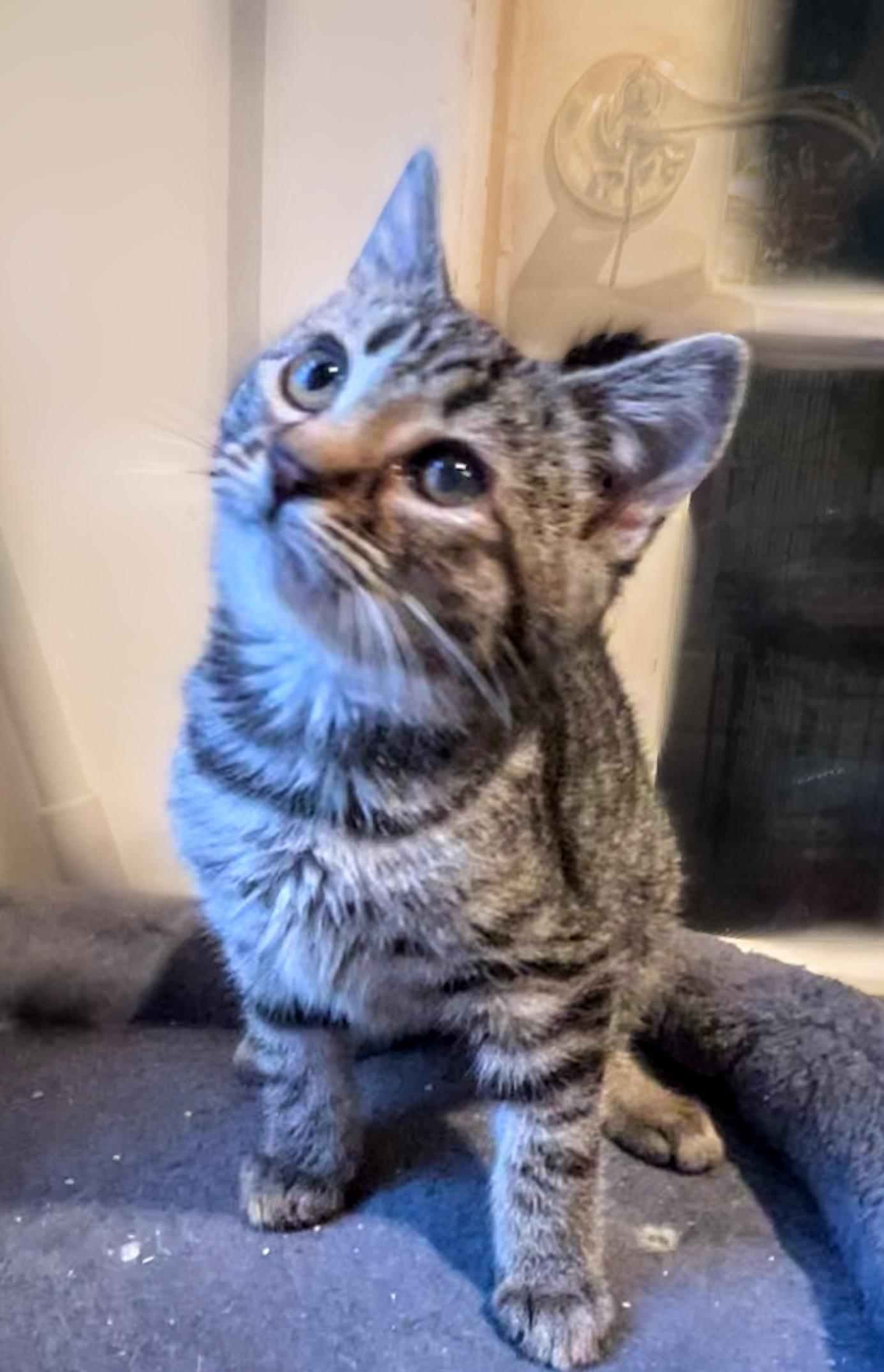 Mulan, a Adoptable Domestic Short Hair in Syosset, NY image 3/6