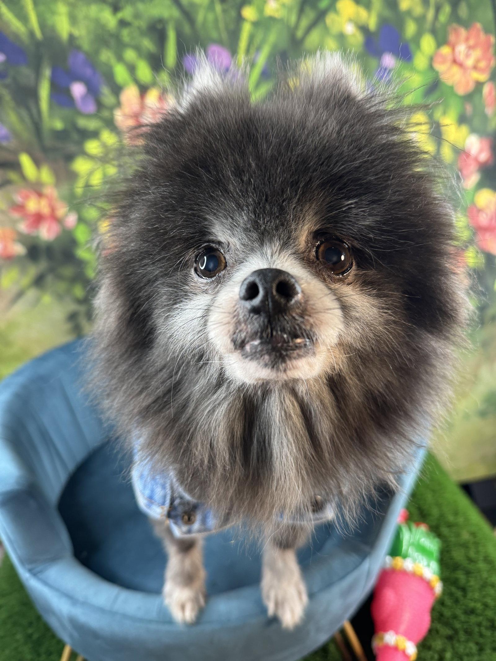 Teddy Alexander, a Adoptable Pomeranian in Garland, TX image 1/3