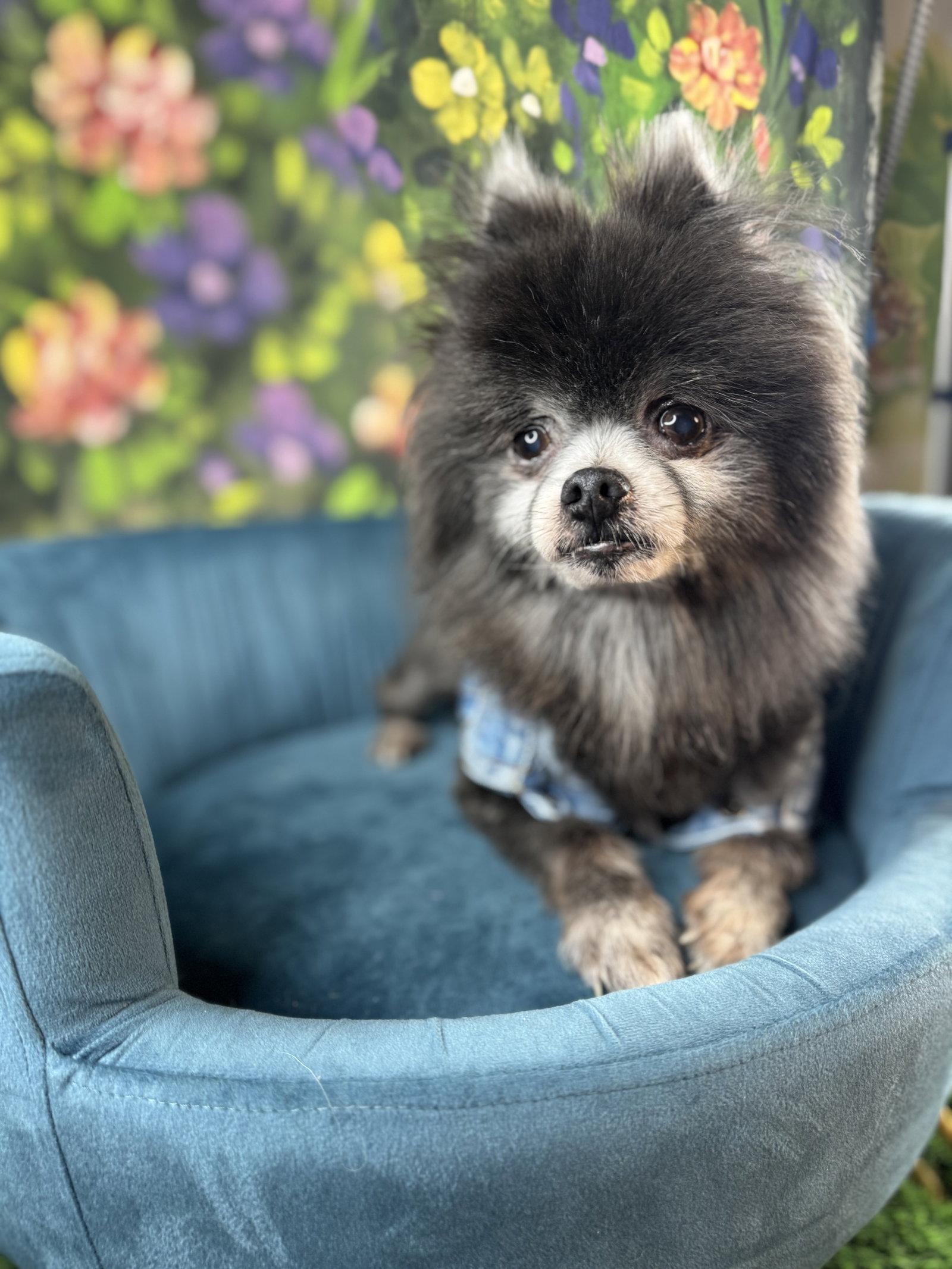 Teddy Alexander, a Adoptable Pomeranian in Garland, TX image 2/3