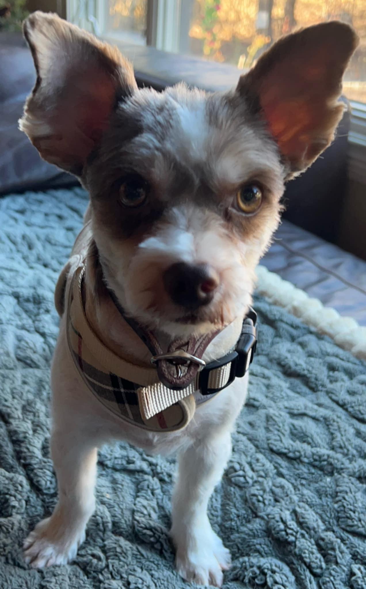 Enlarge Gallagher, a ADOPTABLE mixed breed in Heiskell, TN image 3/4