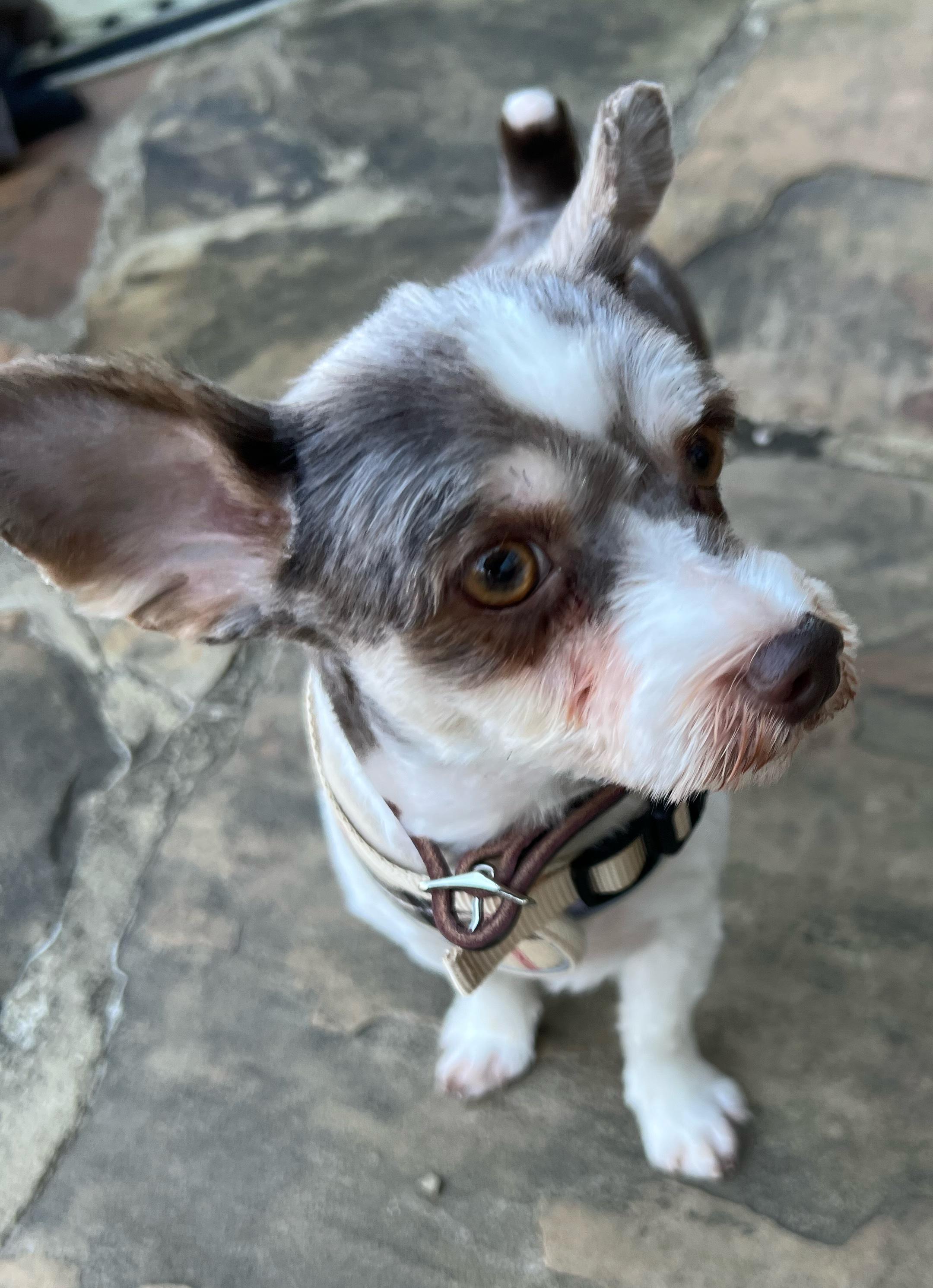 Enlarge Gallagher, a ADOPTABLE mixed breed in Heiskell, TN image 2/4