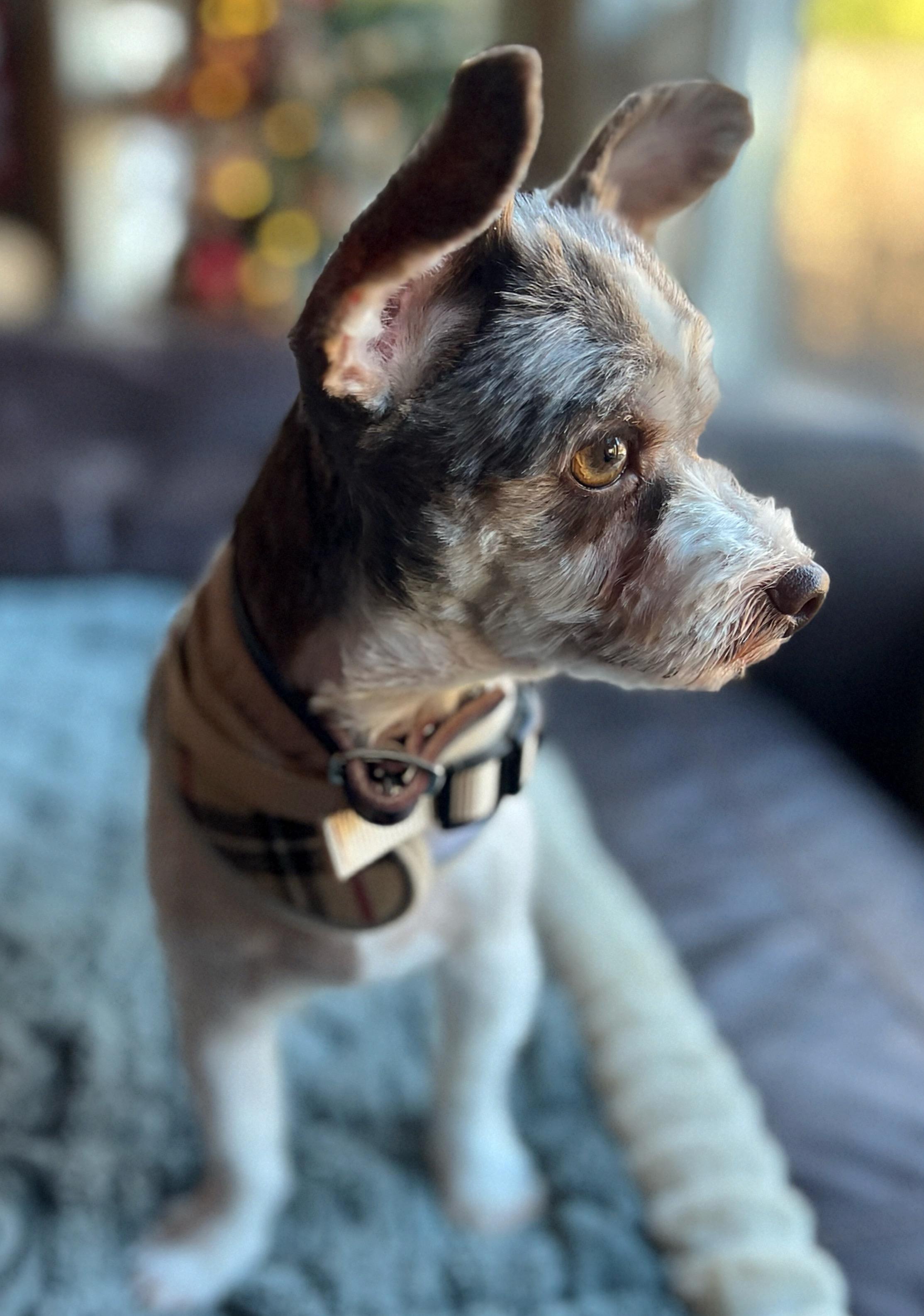 Enlarge Gallagher, a ADOPTABLE mixed breed in Heiskell, TN image 4/4