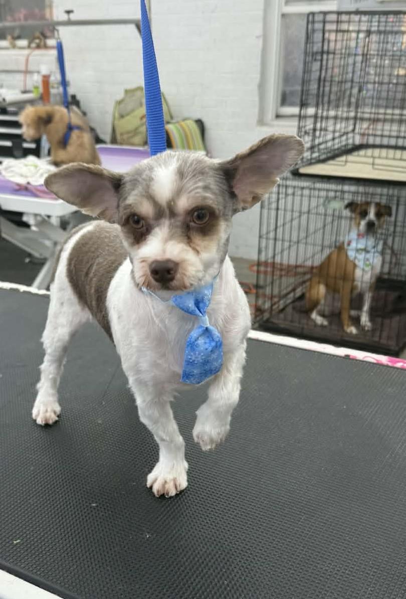 Enlarge Gallagher, a ADOPTABLE mixed breed in Heiskell, TN image 1/4