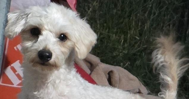Dulce, Adopted, Young Male Poodle & Maltese.