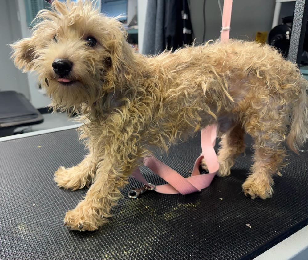 Dulce, a Adopted mixed breed in Santa Rosa, CA image 1/4