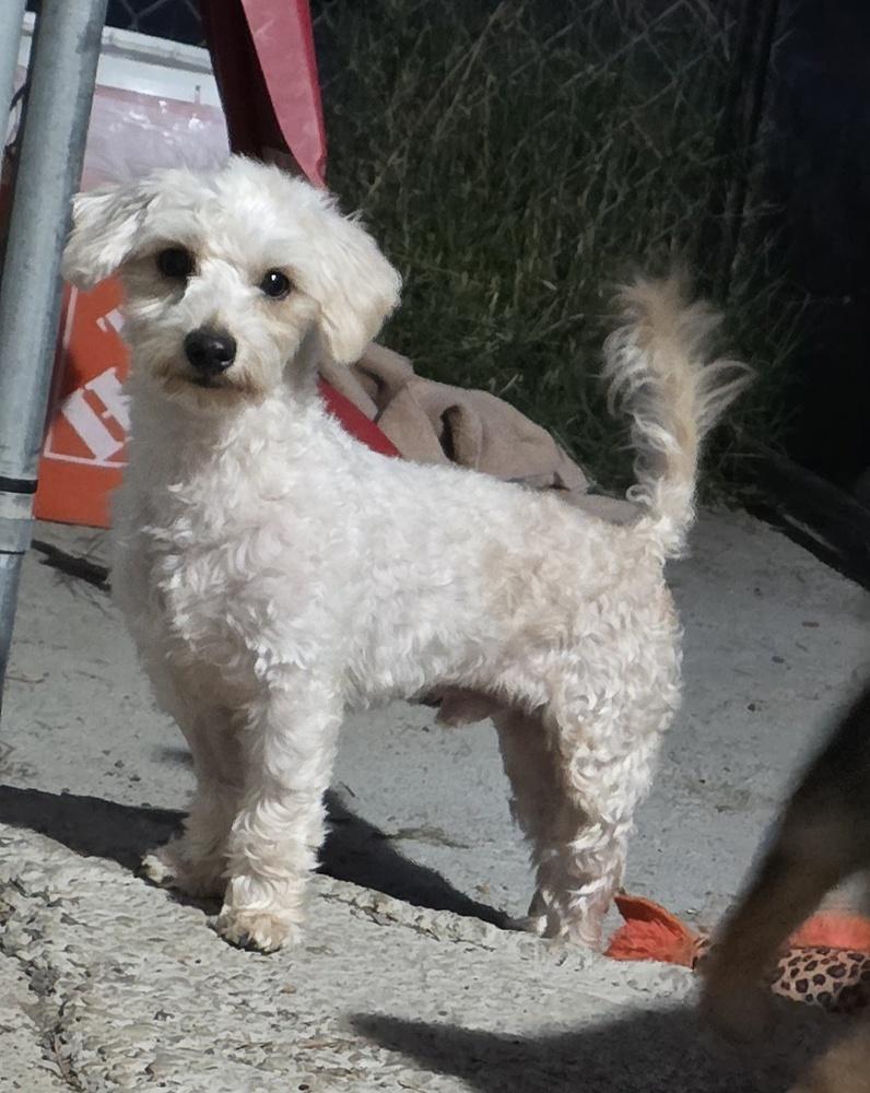 Dulce, a Adopted mixed breed in Santa Rosa, CA image 3/4
