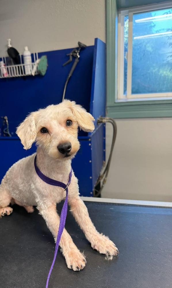 Dulce, a Adopted mixed breed in Santa Rosa, CA image 4/4